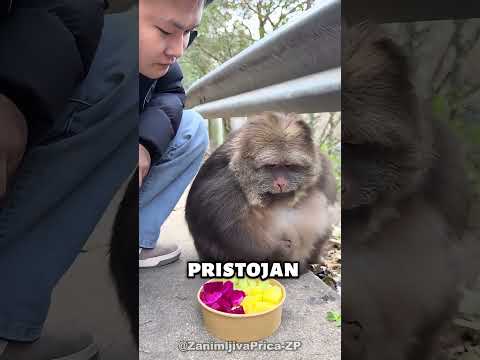 Ovaj Buckasti Majmun je Bio Gladan!