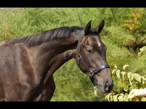 VENDU - Extracool - Hongre SF par on Ira Bois Margot - Prend 3 ans