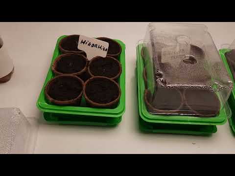 Mennyit ér a fűtött asztal és az előcsíráztatás? - palánták készítése