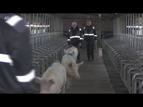 SEKSI IGRAČKE- stimulativna hrana sa šećerom  ALI ZA SVINJE - jer je to NUKLEUS farma- NAJBOLJA U SR