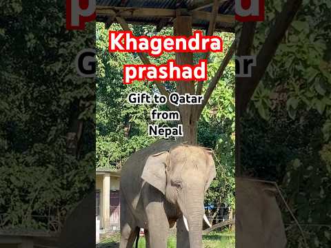Khagendra Prashad : Gift given to Qatar government by Nepal government #khagendraprasad #elephant