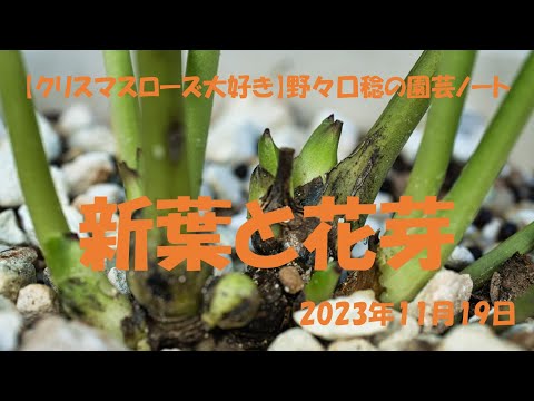 園芸 レターマンズ・ベルノーヌ、糸葉ベルノーヌ、狭葉ベルノーヌ