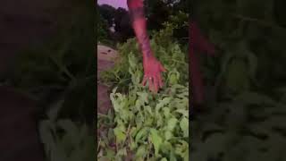 save wildlife ♥️ #silvassa #indian #dnh #snake #snakevideo #youtube