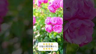 Download lagu 月の光に包まれる時間|ドビュッシーの幻想世界 #クラシック音楽 mp3 Download lagu 月の光に包まれる時間|ドビュッシーの幻想世界 #クラシック音楽 mp3