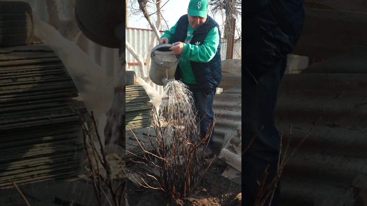 Уничтожаю все болезни и вредителей на смородине одним махом! Первая обработка кустов весной