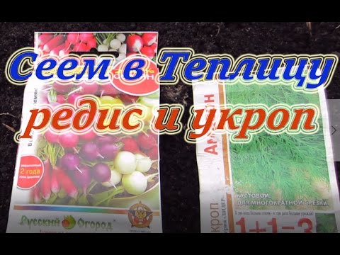 Ранний посев редиса и укропа в теплицу.