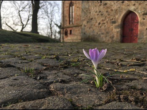 Passionskonzert - cantus aureus