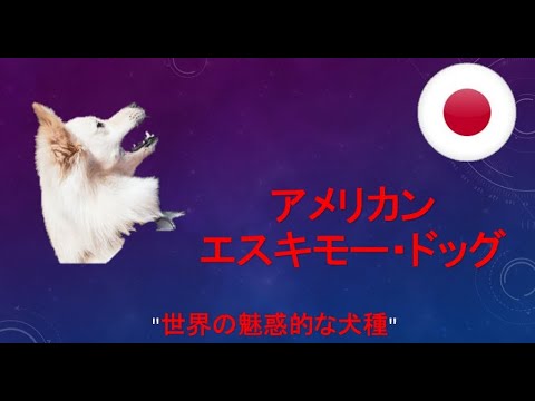 アメリカン エスキモー ドッグ