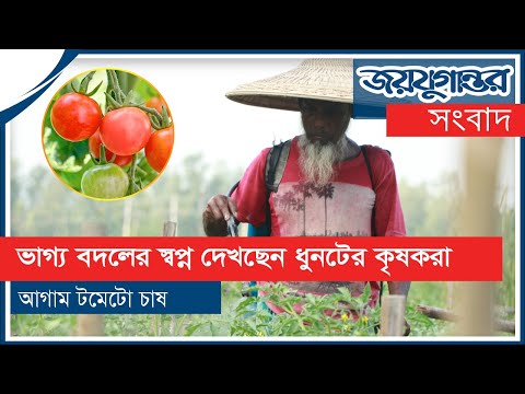 টমেটো চাষে ভাগ্য বদলের স্বপ্ন দেখছেন ধুনটের কৃষকরা টমেটো চাষে ভাগ্য বদলের স্বপ্ন দেখছেন ধুনটের কৃষকরা