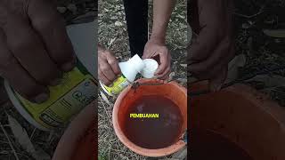 Download lagu Cara mempercepat pembuahan durian|pupuk terbaik untuk tanaman durian tumbuh subur dan berbuah lebat mp3 Download lagu Cara mempercepat pembuahan durian|pupuk terbaik untuk tanaman durian tumbuh subur dan berbuah lebat mp3