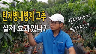탄저병내병계 고추품종 효과는?? 글쎄... 칼탄패스! 칼라탄!  고추농사 후기
