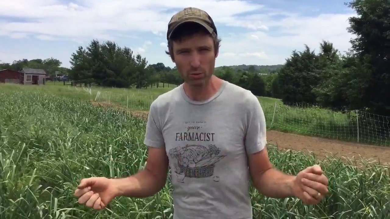 Rough Draft Farmstead CSA Week Three