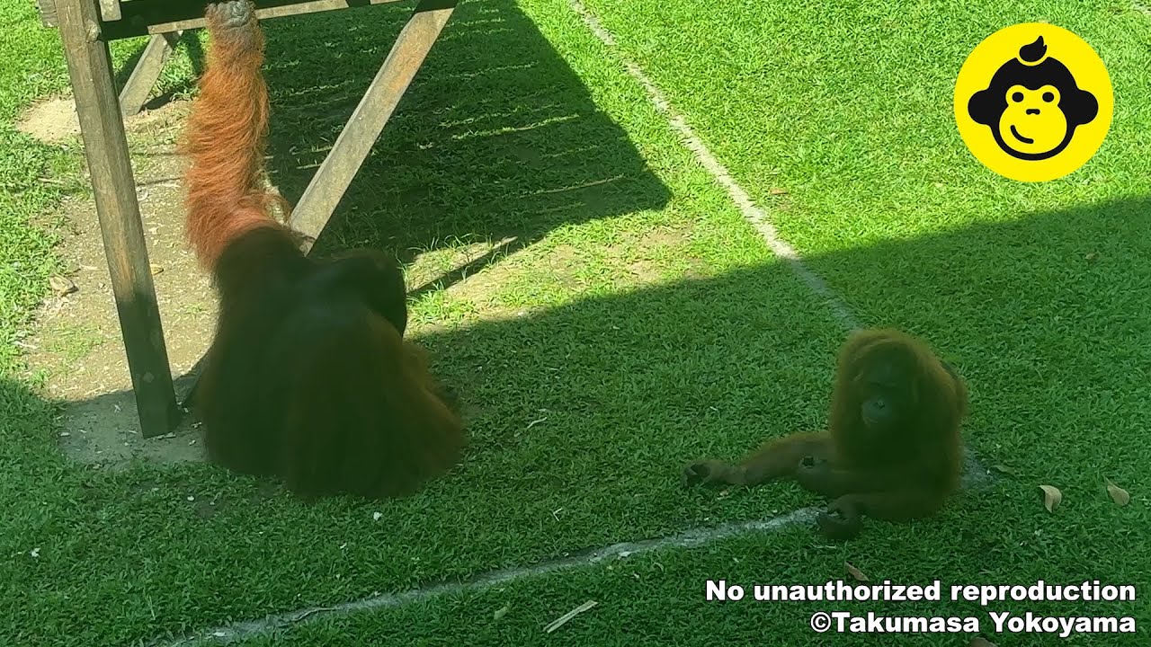 Orangutan in Borneo, Malaysia!【Part 4】