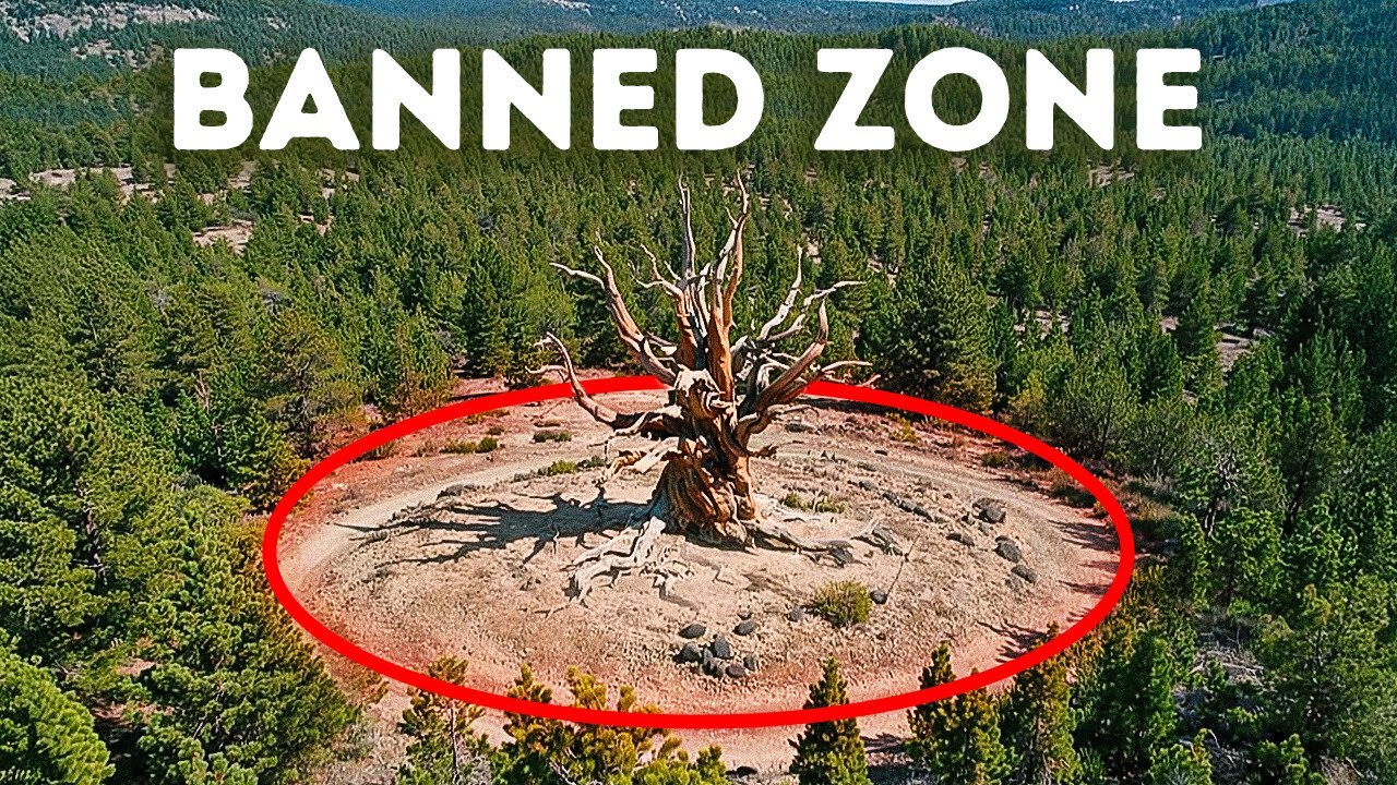The Oldest Tree on Earth Is Kept Hidden in the U.S. But Why