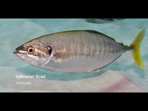 5 Silvery C - scuba diving video