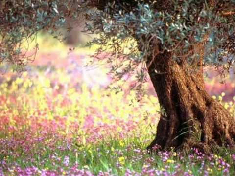 "LE VENT DU SUD"   Mr Enrico Macias