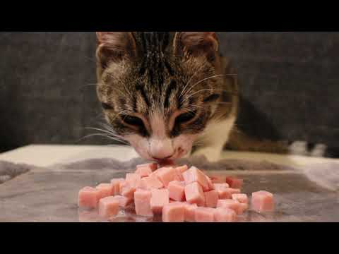 Cat Eating Ham.  Do Cats Like To Eat Ham? #asmr #shorts
