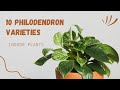 top 10 philodendron varieties for indoor spaces care tips u0026 benefits