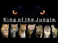 If Big Cats Go Extinct Who Will Be King Of The Jungle
