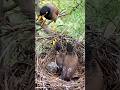 Myna Bird Two Cute Babies In Beautiful Nest Shorts Shortsvideo Ytshorts Viralshorts Short
