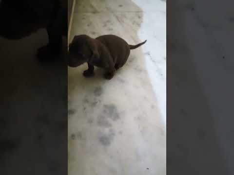 baby dog 🐶🐶//#doberman #dog #subscribe