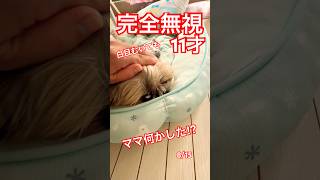 #youtubeshorts #youtube #犬 #犬のいる暮らし #犬のいる生活 #愛犬 #シーズー #いぬ #家族 #子供 #いぬのいる生活 #犬動画 #いぬのきもち #犬との暮らし #愛情