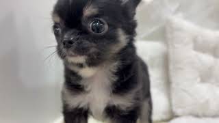 チワワ(ロング)の動画01