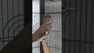 Download lagu SIRI-SIRI KECIL GACOR🔥VOLUME PEDES mp3