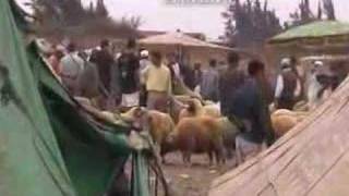 preview picture of video '187 Morocco Rabat sheep market'