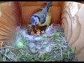 Sylvie And Loki Live Blue Tit Bird Box Day 43 Nestlings Day 8 Night Stream 9 Babies