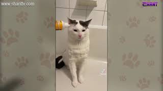 Առավոտը Շանթում-Ընտանիների որդեգրում