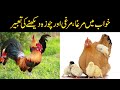Khwab Mein Murga Murgi Dekhna See Hen In Dream See Rooster In Dream See Chicks In Dream