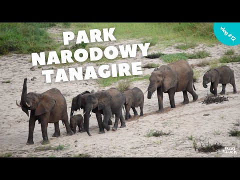 Wyprawa do Tanzanii - Safari w parku Tarangire #12