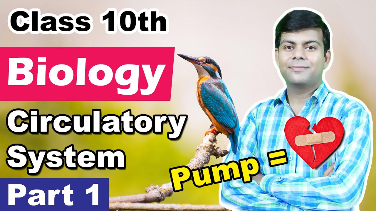 Circulatory System Part 1 : Blood | Class 10th Biology