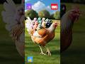 The Graceful Journey A Hen S Walk With Dancing Chicks Chicks