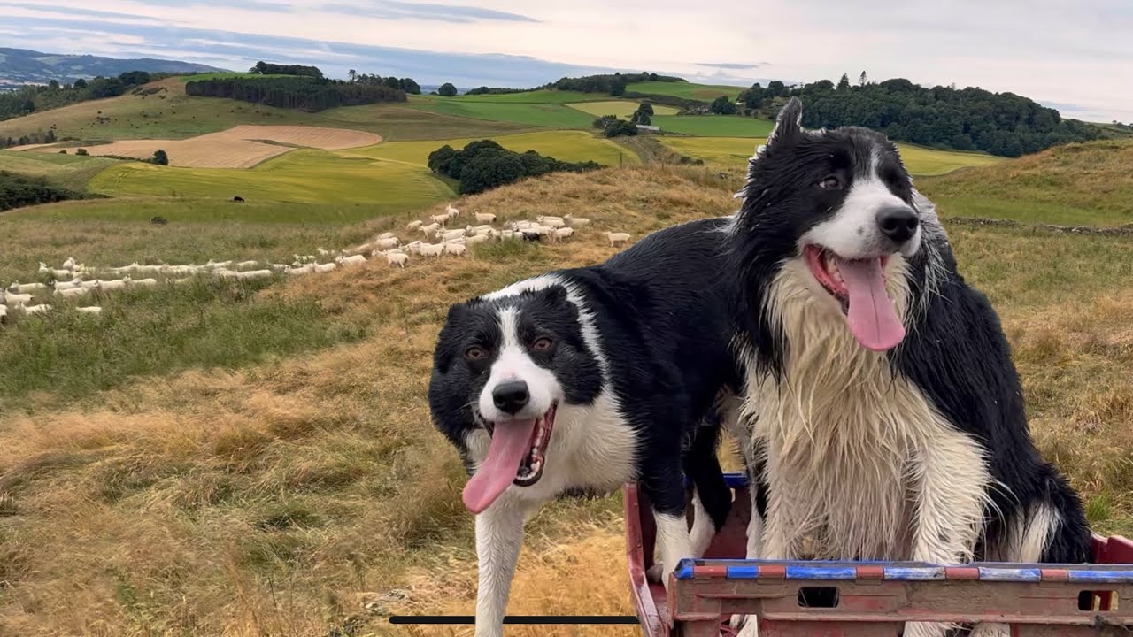 Two amazing sheepdog herding sheep / young sheepdog misbehaving