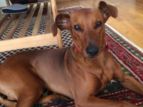 Te711ddys direkte PS4-kringkasting