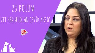 Veteriner Hekime Danışılmadan Hayvanlarda İlaç Kullanımı | ÇOK YAŞA CA