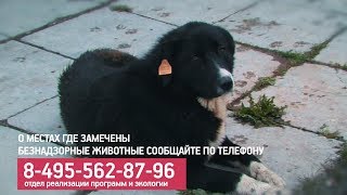 О реализации программы «Отлов, стерилизация, вакцинация, возврат»  безнадзорных животных в Красногорске