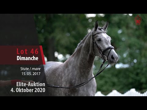 Elite-Auktion 4. Oktober 2020 Lot 46 Dimanche Stute v. Dacantos - Cornado I