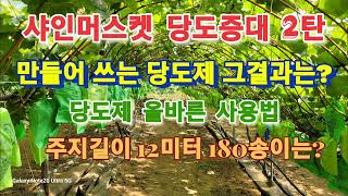 샤인머스켓 만들어쓰는 당도제 및 검증/한 나무 주지 12m에 160송이