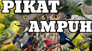 Download lagu mp3 suara pikat semua jenis burung kecil paling ampuh durasi panjang mp3