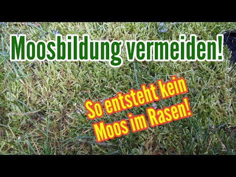Avoid moss in the lawn - How to prevent moss formation in the lawn These measures really help!