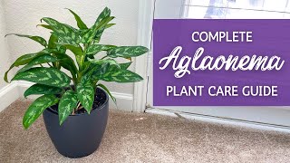 The Ultimate Guide to Caring for Aglaonema | Chinese Evergreen Houseplant Care