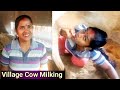 Village Pretty Girl Drinking Cow Milk And Milking