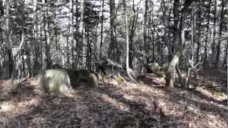 preview picture of video 'Pilisben szép fák, kis tó a kövek, romok között, 130303-005'