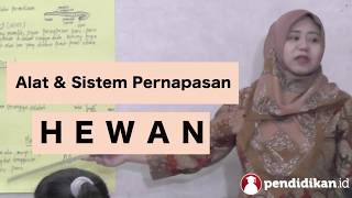 alatfuzziblog Alat Pernafasan Kelinci alatfuzziblog Alat Pernafasan Kelinci