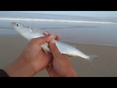 Berkley Gulp BLOODY Worms VS Camo Worms Surf Fishing!