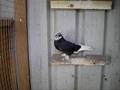 Iraqi Turkish Pigeons