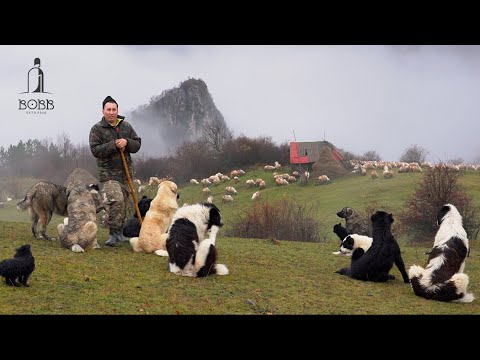 Câinii au simțit LUPII care s-au apropiat de oi | 9 LUPI | 3 vaci mâncate de URS | Video cu LUPI